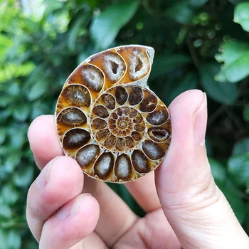 Madagaskar Fosili Mavrična Ammonite Naravnih Conch Kamni In Minerali Osebek+Nosilec