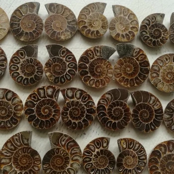 Madagaskar Fosili Mavrična Ammonite Naravnih Conch Kamni In Minerali Osebek+Nosilec